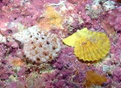 Pascahinnites coruscans