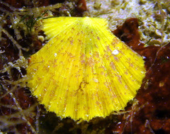 Pascahinnites coruscans