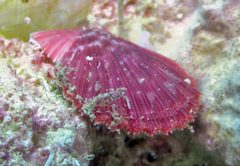 Pascahinnites coruscans