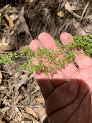 Lindsaea microphylla