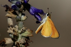 Copaeodes aurantiaca