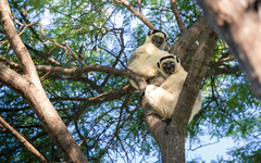 Propithecus verreauxi