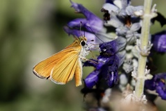 Copaeodes aurantiaca