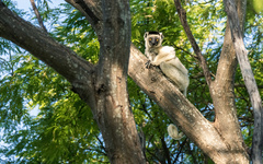 Propithecus verreauxi