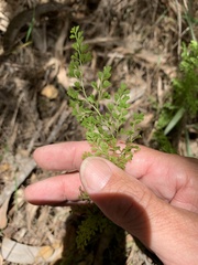 Lindsaea microphylla