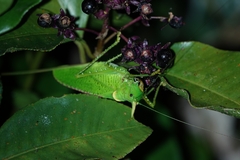 Copiphora rhinoceros