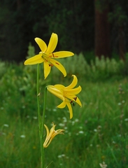 Lilium parryi