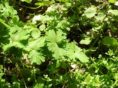 Stellaria media