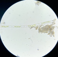 Charophyta