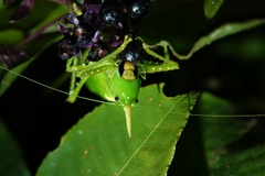 Copiphora rhinoceros