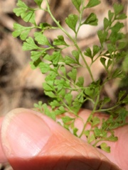 Lindsaea microphylla