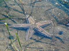 Astropecten armatus