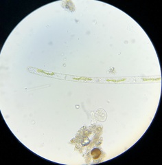 Charophyta