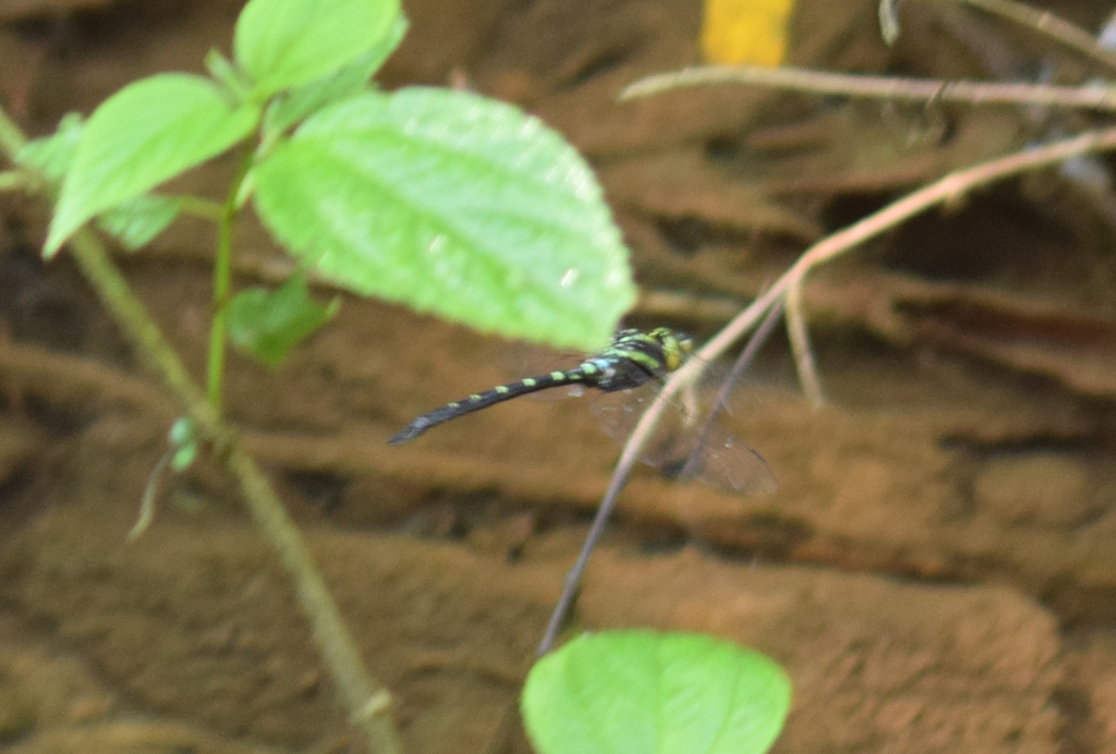 Castoraeschna castor