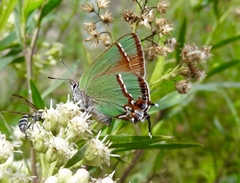 Callophrys dospassosi