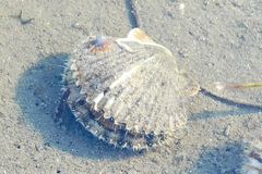 Argopecten ventricosus