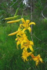 Lilium parryi