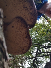 Fistulina hepatica