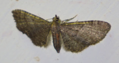 Eupithecia haworthiata