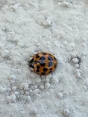 Harmonia axyridis