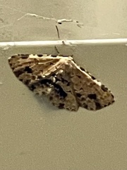 Sandava scitisignata