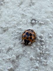Harmonia axyridis