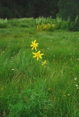 Lilium parryi