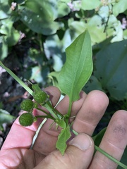 Echinodorus cordifolius