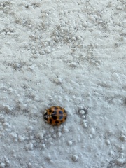 Harmonia axyridis