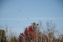 Corvus brachyrhynchos