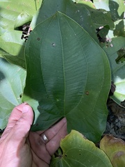 Echinodorus cordifolius