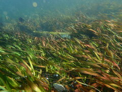 Vallisneria spiralis