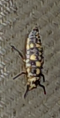 Olla v-nigrum