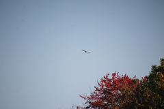 Buteo jamaicensis