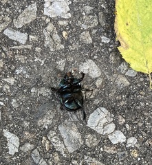 Geotrupes splendidus