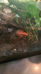 Dyscophus antongilii