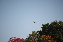 Buteo jamaicensis