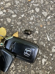 Geotrupes splendidus