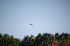 Buteo jamaicensis