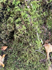 Thamnobryum alleghaniense