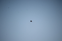 Buteo jamaicensis