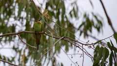 Merops superciliosus