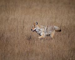 Canis latrans lestes
