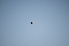Buteo jamaicensis
