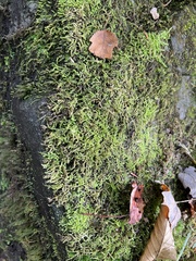 Thamnobryum alleghaniense