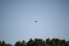 Buteo jamaicensis