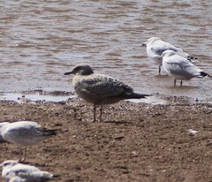 Larus fuscus