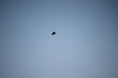 Buteo jamaicensis