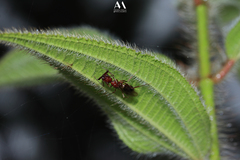 Odontomachus haematodus