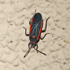 Melacoryphus lateralis